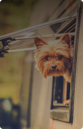 55 Top Images Pet Friendly Rv Rentals Michigan : Pet-Friendly Cabins in Michigan | Lodging and Weekend Getaways